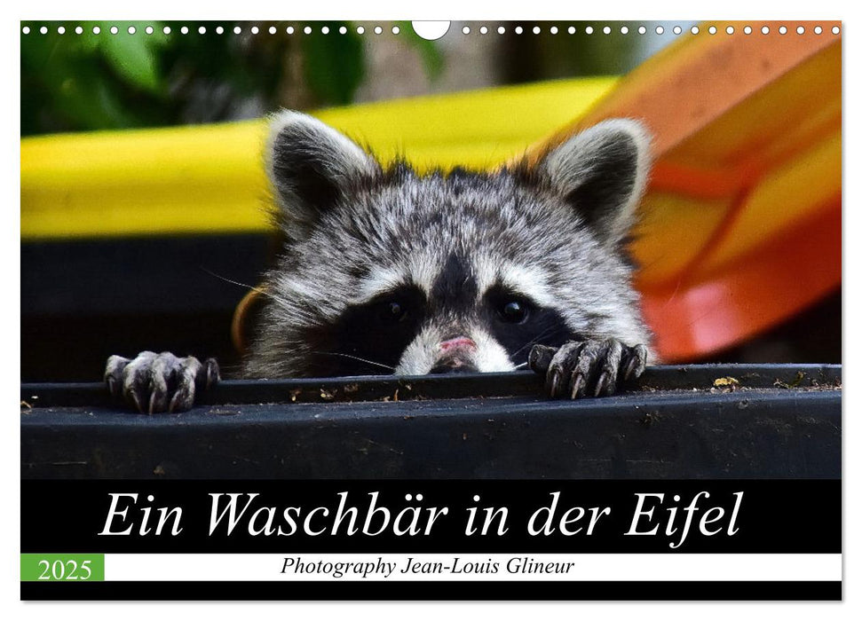 Ein Waschbär in der Eifel (CALVENDO Wandkalender 2025)