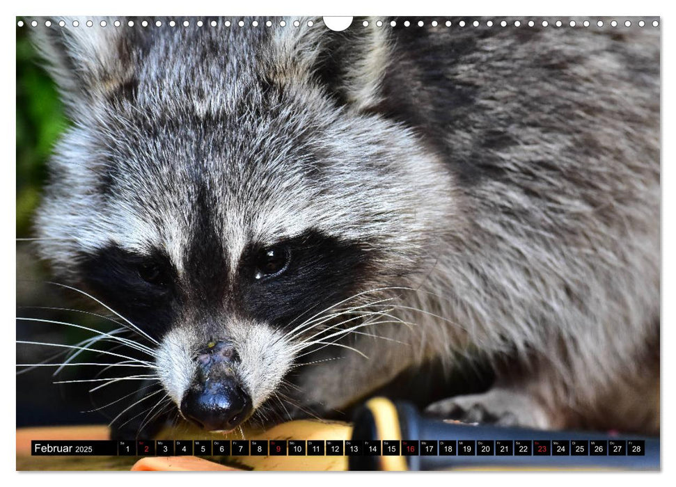 Ein Waschbär in der Eifel (CALVENDO Wandkalender 2025)