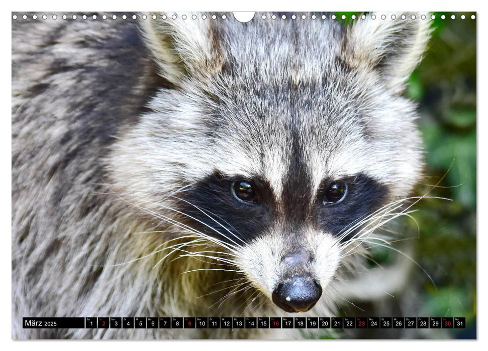 Ein Waschbär in der Eifel (CALVENDO Wandkalender 2025)