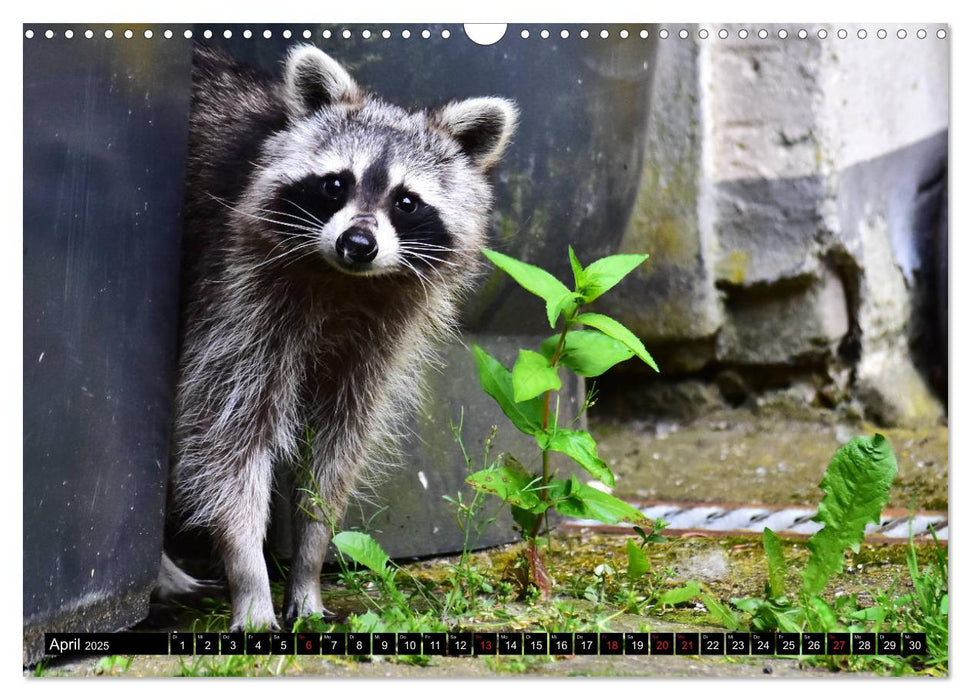 Ein Waschbär in der Eifel (CALVENDO Wandkalender 2025)