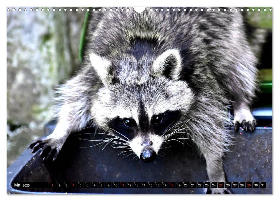 Ein Waschbär in der Eifel (CALVENDO Wandkalender 2025)