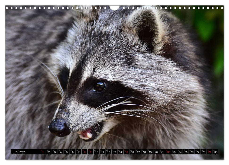 Ein Waschbär in der Eifel (CALVENDO Wandkalender 2025)