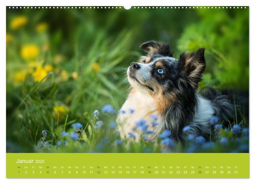 Traumschnauzen (CALVENDO Premium Wandkalender 2025)