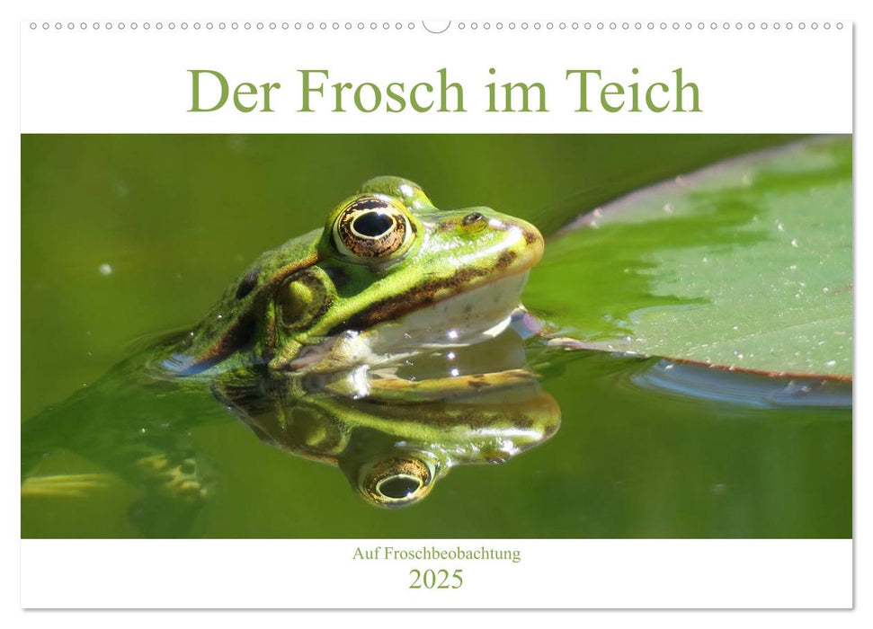 Der Frosch im Teich - auf Froschbeobachtung (CALVENDO Wandkalender 2025)