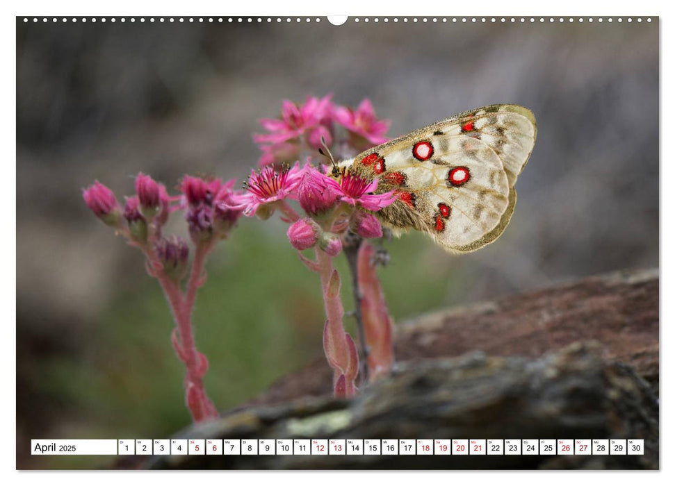 Naturerlebnis Matterhorn (CALVENDO Wandkalender 2025)