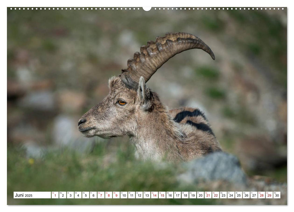 Naturerlebnis Matterhorn (CALVENDO Wandkalender 2025)