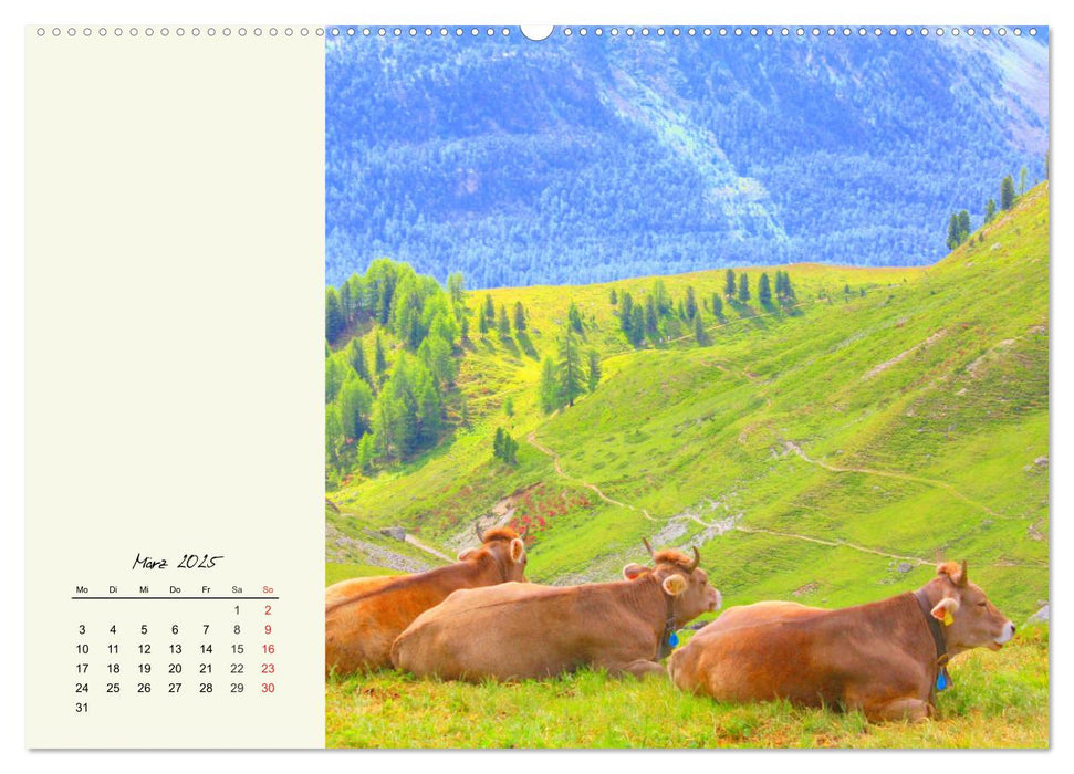 Rindvieh auf der Alm. Kühe im Bergsommer (CALVENDO Premium Wandkalender 2025)