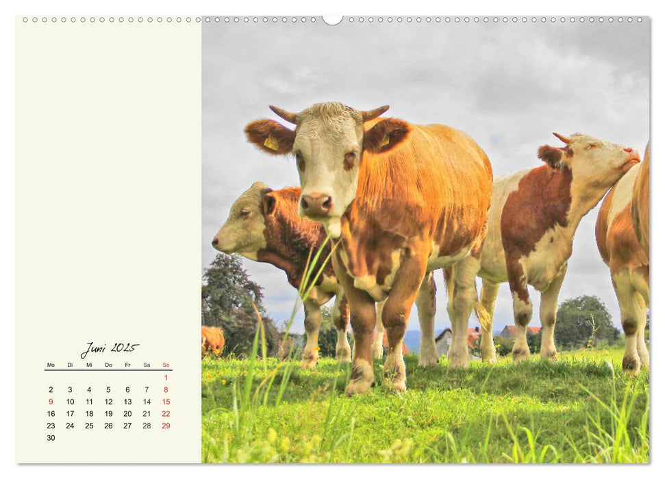 Rindvieh auf der Alm. Kühe im Bergsommer (CALVENDO Premium Wandkalender 2025)