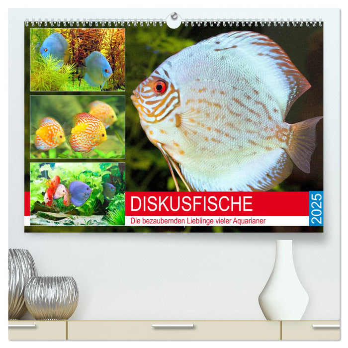 Diskusfische. Die bezaubernden Lieblinge vieler Aquarianer (CALVENDO Premium Wandkalender 2025)