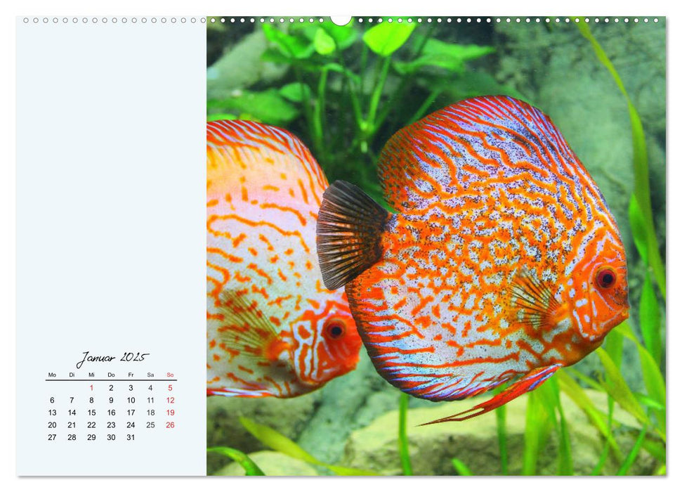 Diskusfische. Die bezaubernden Lieblinge vieler Aquarianer (CALVENDO Premium Wandkalender 2025)