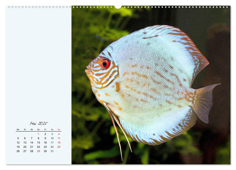 Diskusfische. Die bezaubernden Lieblinge vieler Aquarianer (CALVENDO Premium Wandkalender 2025)