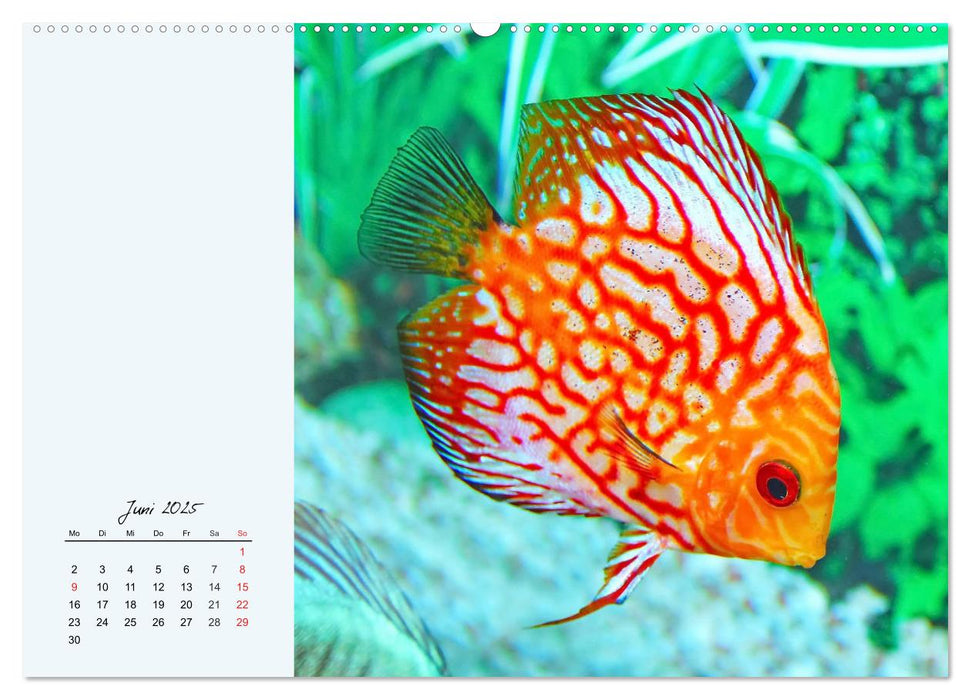 Diskusfische. Die bezaubernden Lieblinge vieler Aquarianer (CALVENDO Premium Wandkalender 2025)