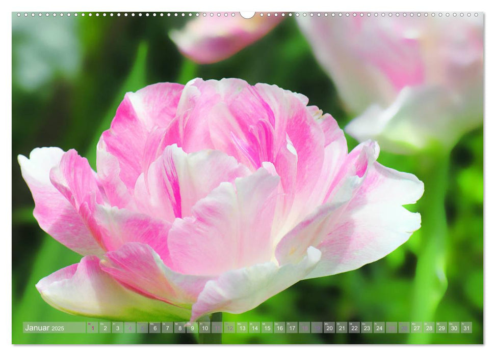 Blumenfeier (CALVENDO Premium Wandkalender 2025)