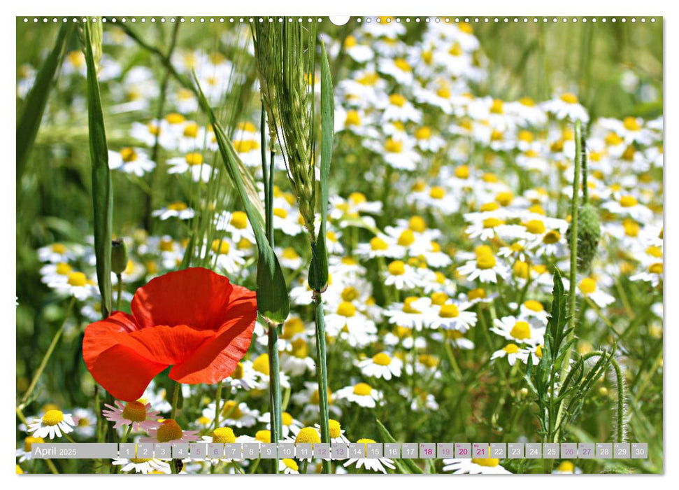 Blumenfeier (CALVENDO Premium Wandkalender 2025)