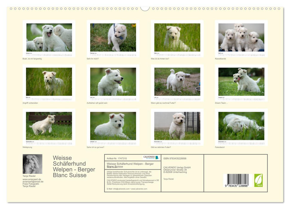 Weisse Schäferhund Welpen - Berger Blanc Suisse (CALVENDO Premium Wandkalender 2025)