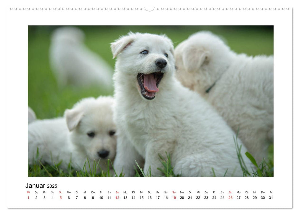 Weisse Schäferhund Welpen - Berger Blanc Suisse (CALVENDO Premium Wandkalender 2025)