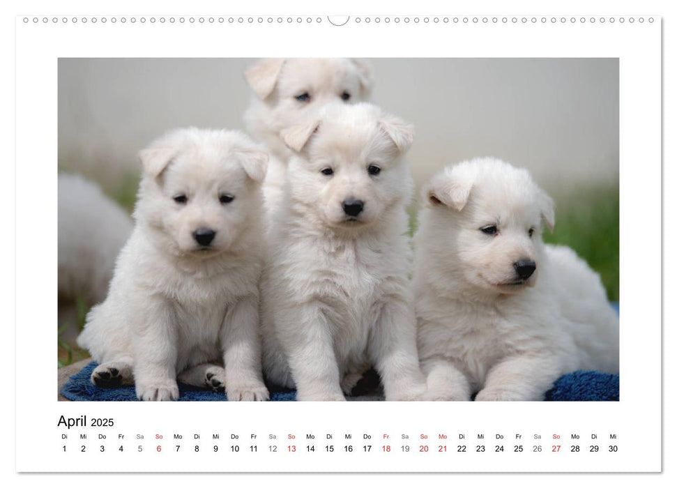 Weisse Schäferhund Welpen - Berger Blanc Suisse (CALVENDO Premium Wandkalender 2025)