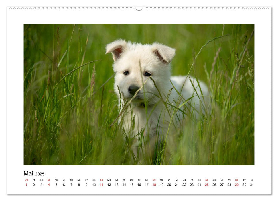 Weisse Schäferhund Welpen - Berger Blanc Suisse (CALVENDO Premium Wandkalender 2025)