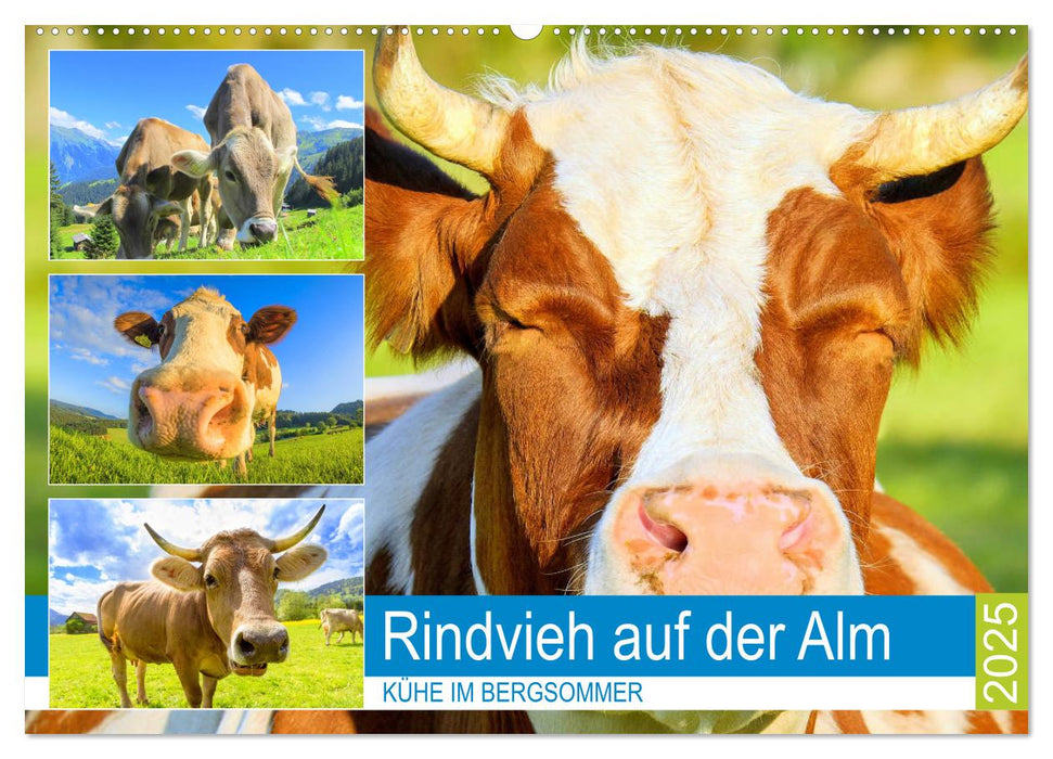 Rindvieh auf der Alm. Kühe im Bergsommer (CALVENDO Wandkalender 2025)