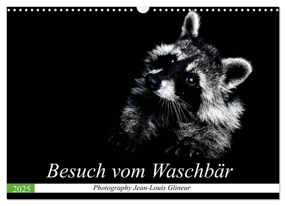 Besuch vom Waschbär (CALVENDO Wandkalender 2025)