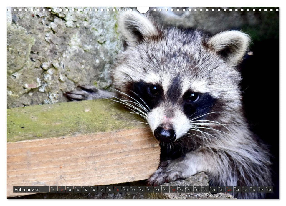 Besuch vom Waschbär (CALVENDO Wandkalender 2025)