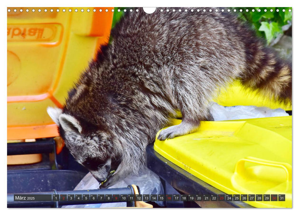 Besuch vom Waschbär (CALVENDO Wandkalender 2025)