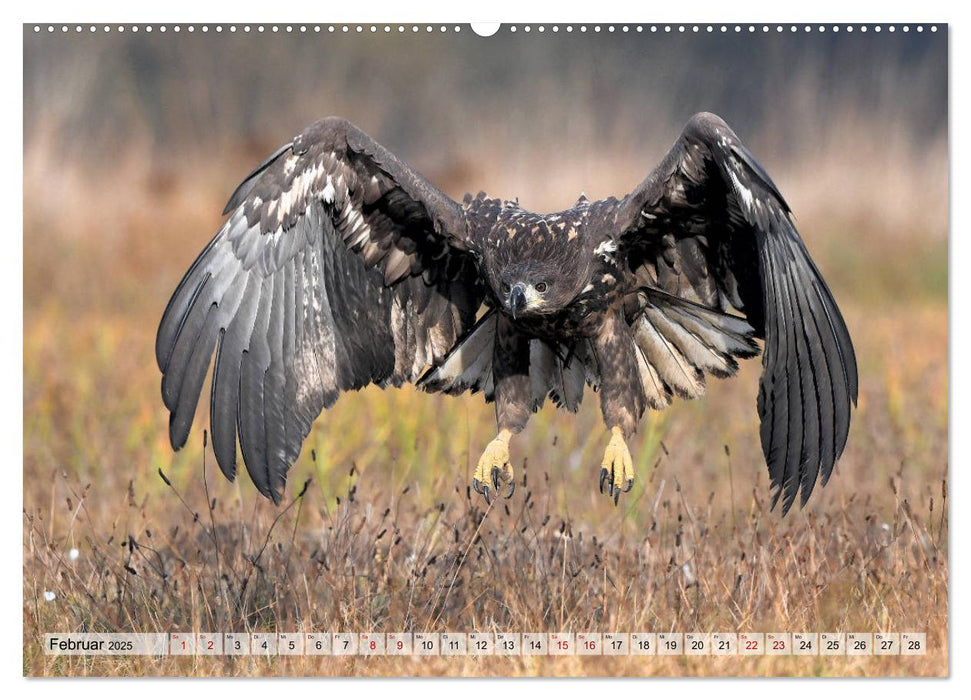 Majestätische Seeadler (CALVENDO Premium Wandkalender 2025)