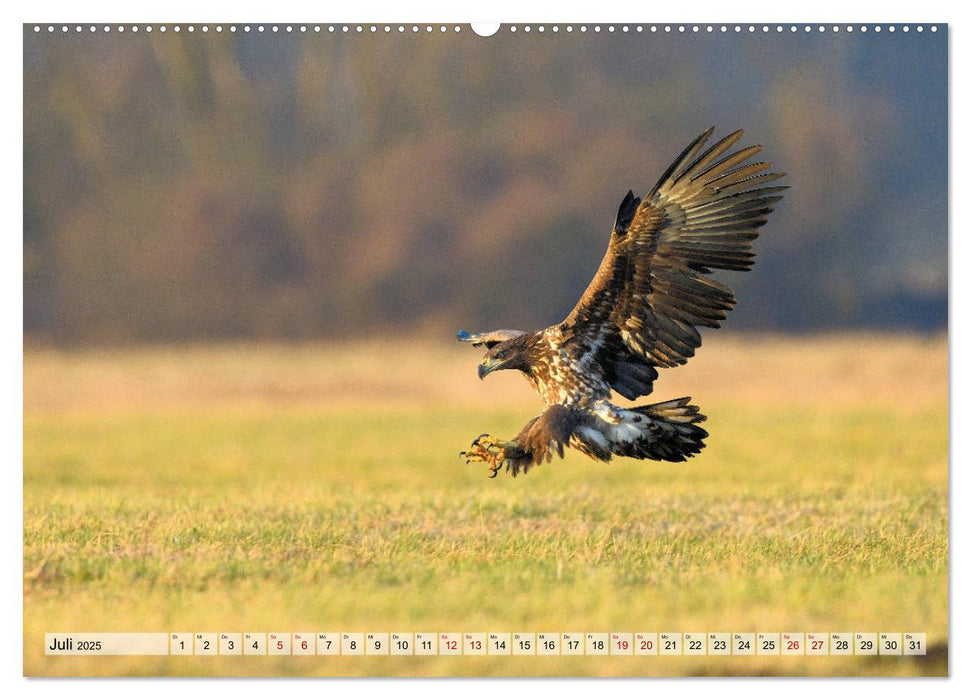 Majestätische Seeadler (CALVENDO Premium Wandkalender 2025)