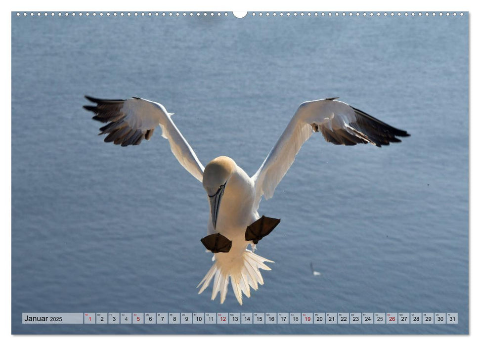 Schöne Insel Helgoland (CALVENDO Premium Wandkalender 2025)