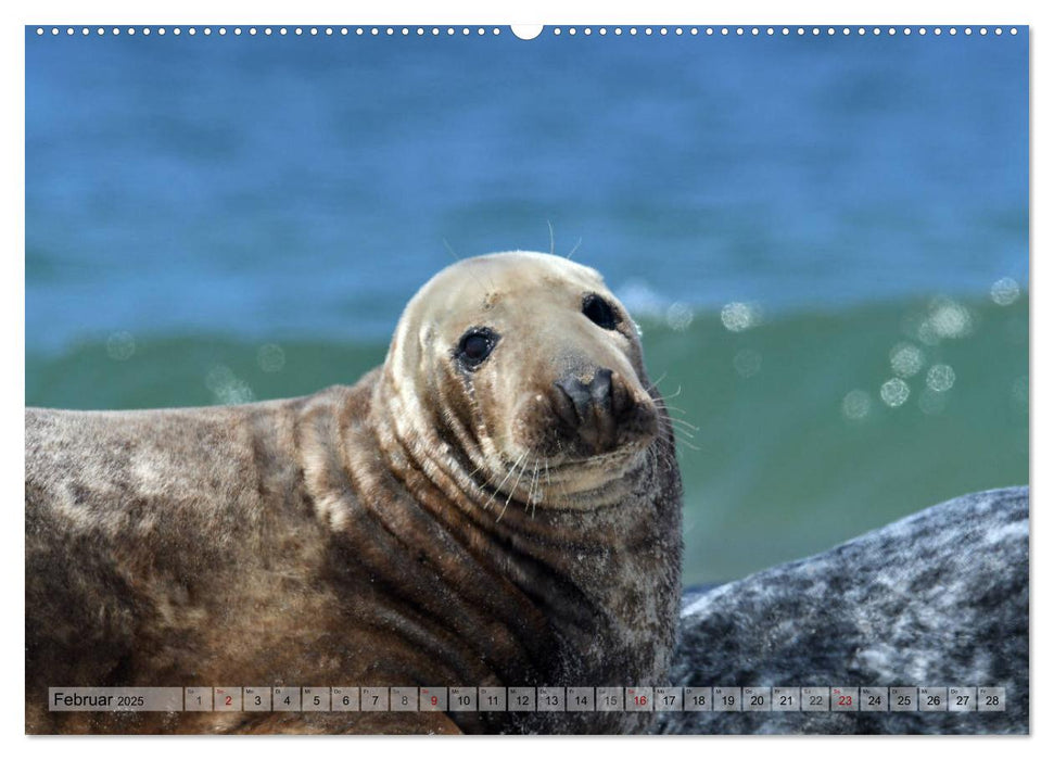 Schöne Insel Helgoland (CALVENDO Premium Wandkalender 2025)