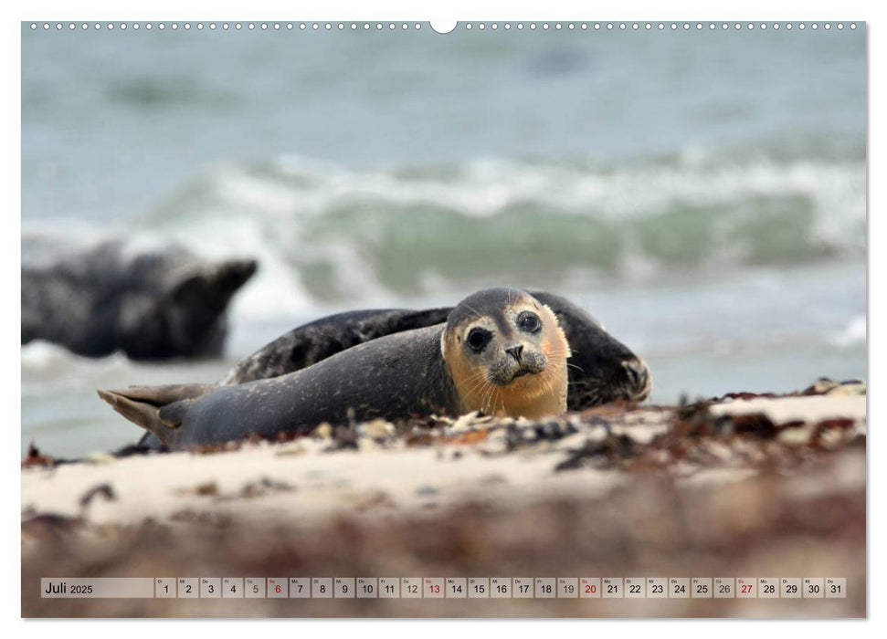 Schöne Insel Helgoland (CALVENDO Premium Wandkalender 2025)