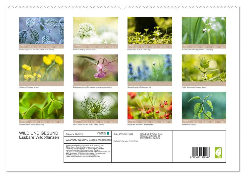 WILD UND GESUND Essbare Wildpflanzen (CALVENDO Premium Wandkalender 2025)