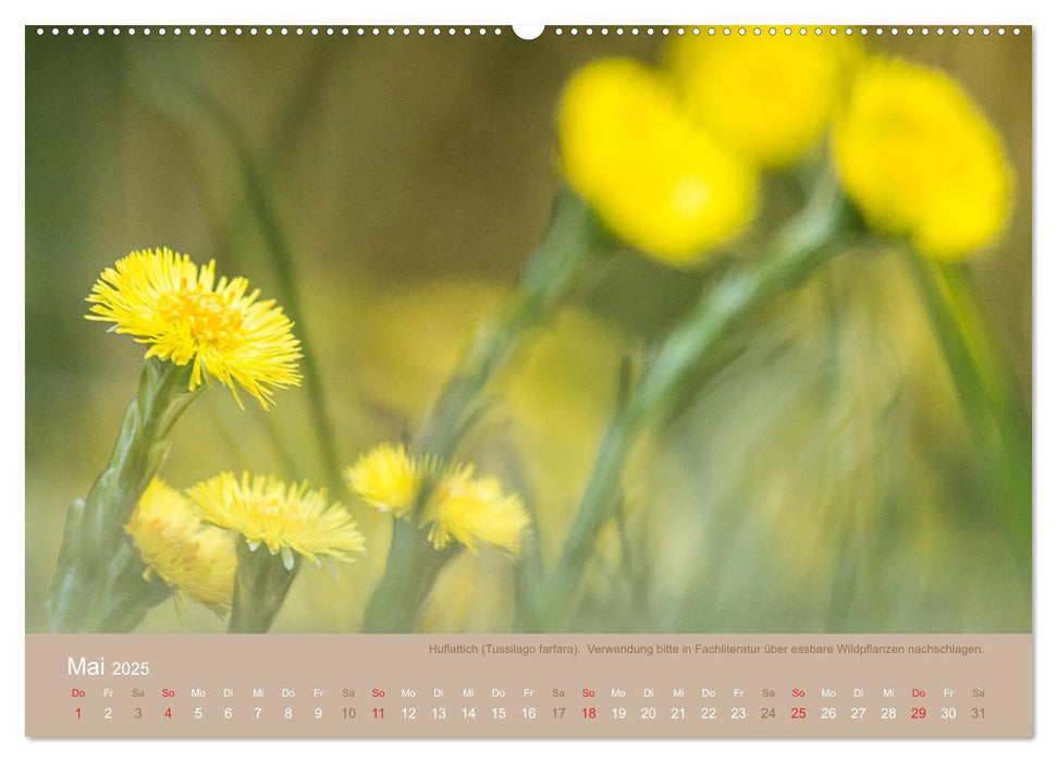 WILD UND GESUND Essbare Wildpflanzen (CALVENDO Premium Wandkalender 2025)