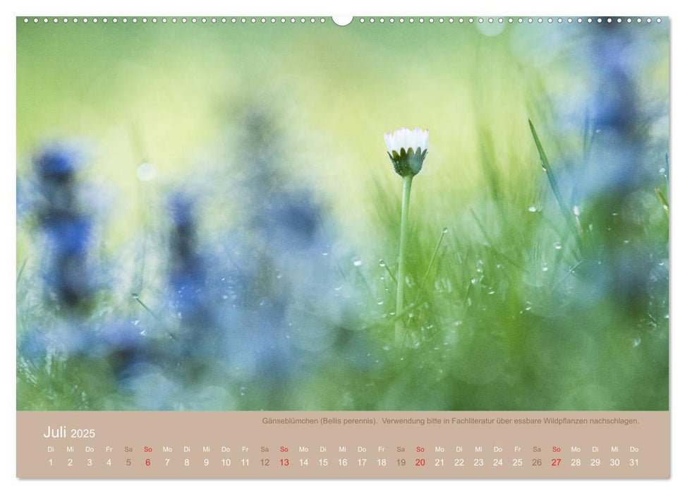 WILD UND GESUND Essbare Wildpflanzen (CALVENDO Premium Wandkalender 2025)