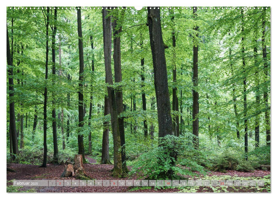 Teutoburger Wald - Natur und Kultur (CALVENDO Premium Wandkalender 2025)