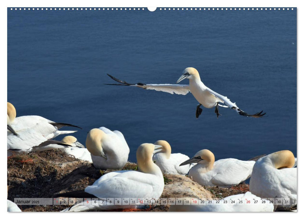 Schöne Basstölpel (CALVENDO Premium Wandkalender 2025)