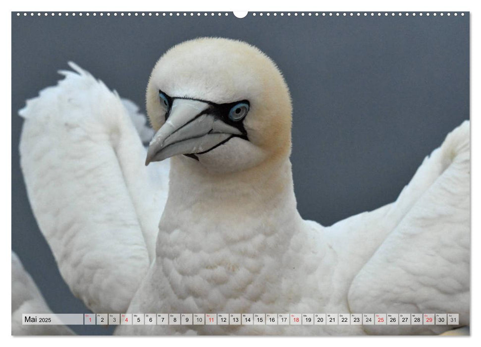 Schöne Basstölpel (CALVENDO Premium Wandkalender 2025)