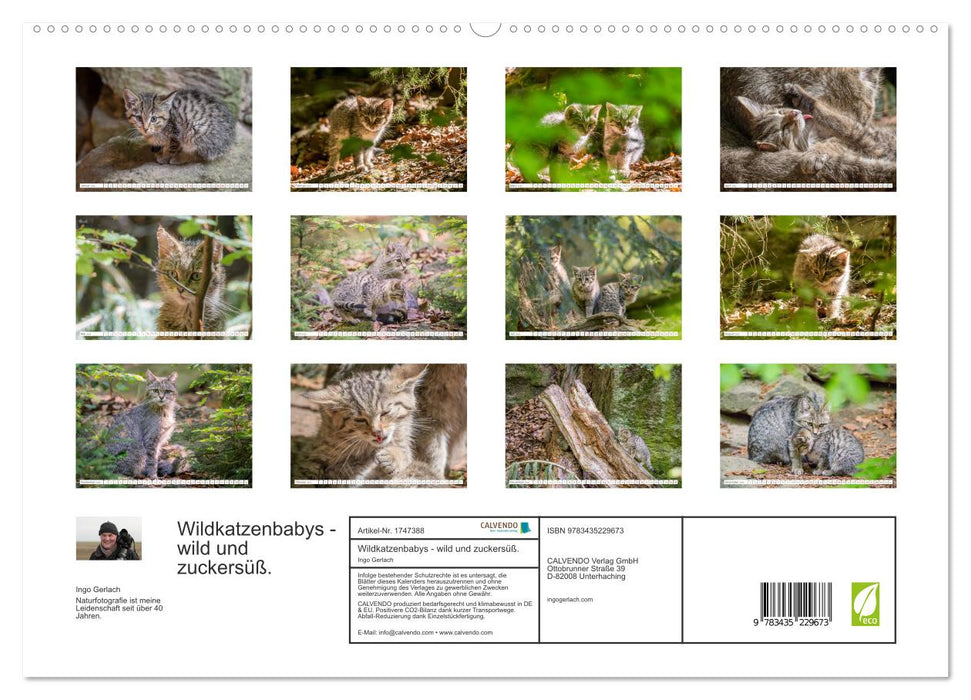 Wildkatzenbabys - wild und zuckersüß. (CALVENDO Premium Wandkalender 2025)