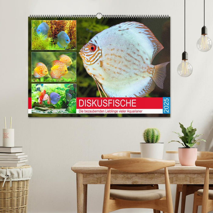 Diskusfische. Die bezaubernden Lieblinge vieler Aquarianer (CALVENDO Wandkalender 2025)