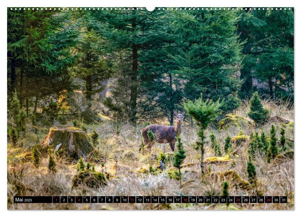 Arnsberger Wald (CALVENDO Premium Wandkalender 2025)