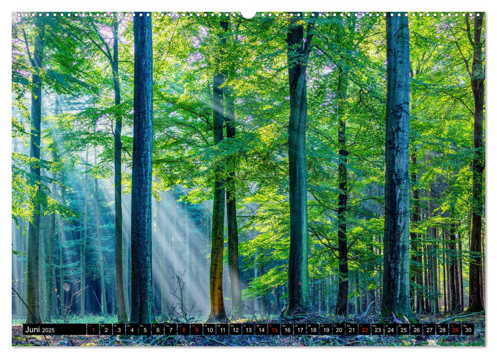 Arnsberger Wald (CALVENDO Premium Wandkalender 2025)