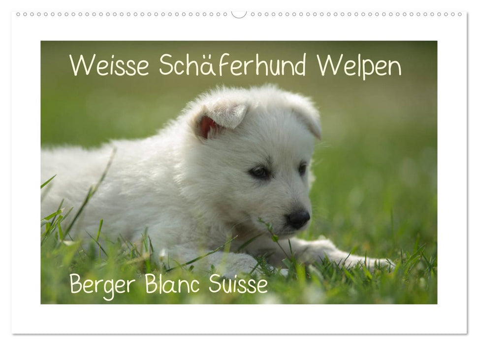 Weisse Schäferhund Welpen - Berger Blanc Suisse (CALVENDO Wandkalender 2025)