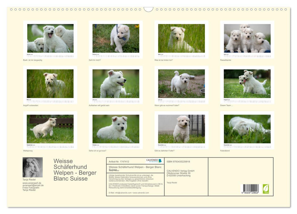 Weisse Schäferhund Welpen - Berger Blanc Suisse (CALVENDO Wandkalender 2025)