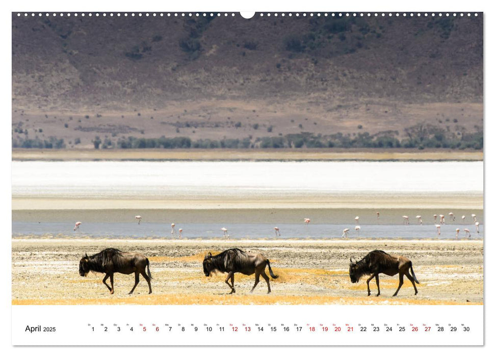 Serengeti - auf den Spuren eines Zoologen (CALVENDO Premium Wandkalender 2025)