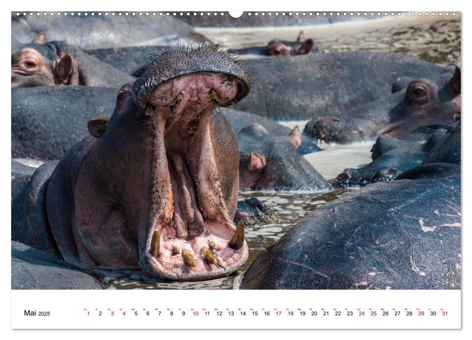 Serengeti - auf den Spuren eines Zoologen (CALVENDO Premium Wandkalender 2025)