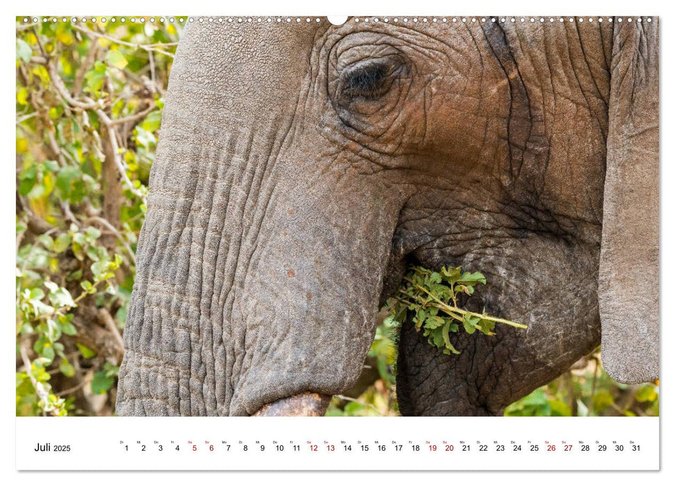 Serengeti - auf den Spuren eines Zoologen (CALVENDO Premium Wandkalender 2025)