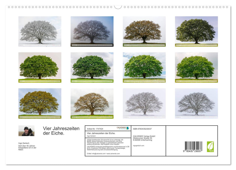 Vier Jahreszeiten der Eiche. (CALVENDO Premium Wandkalender 2025)