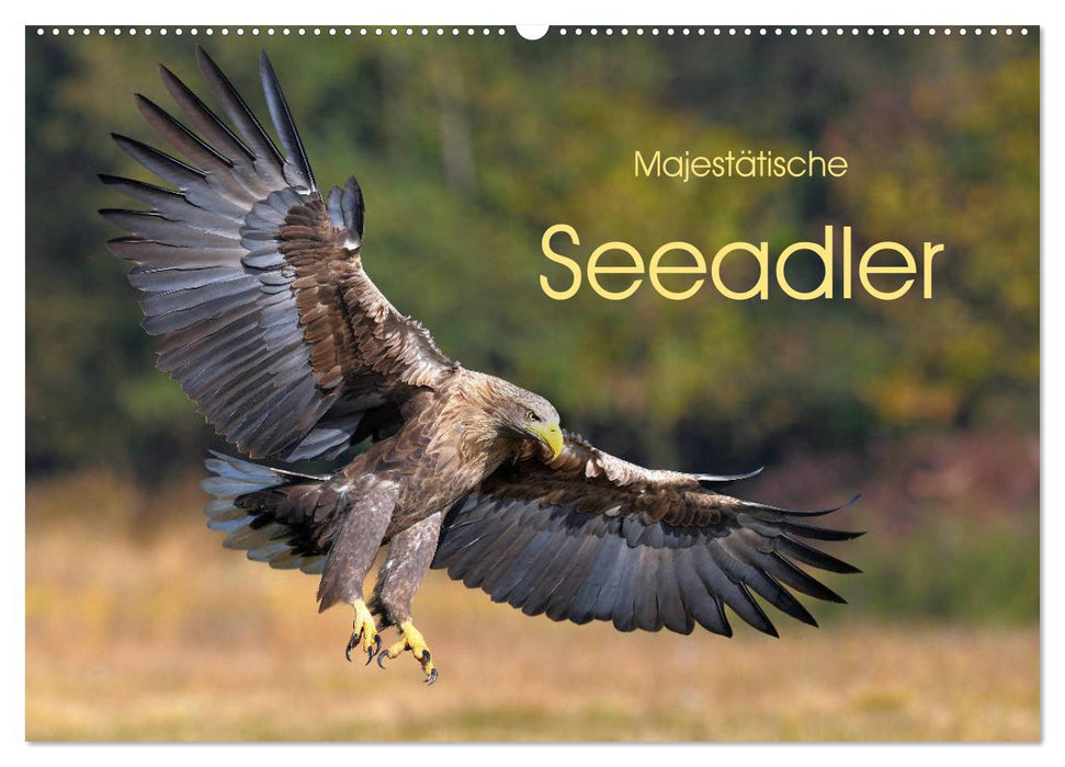 Majestätische Seeadler (CALVENDO Wandkalender 2025)