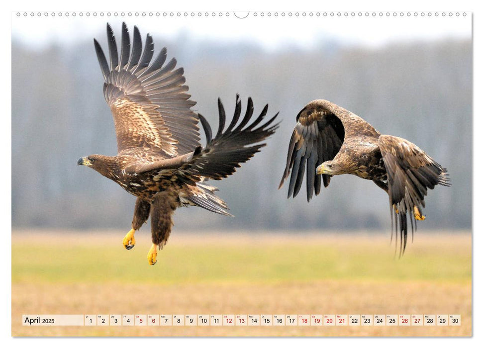 Majestätische Seeadler (CALVENDO Wandkalender 2025)