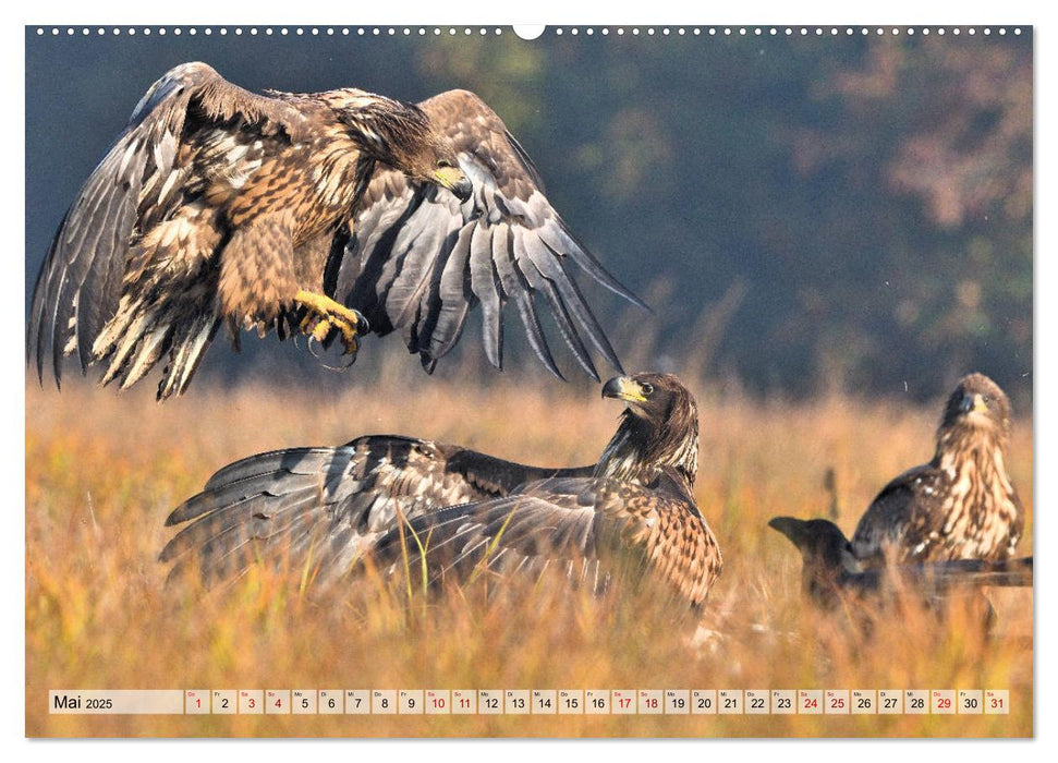 Majestätische Seeadler (CALVENDO Wandkalender 2025)